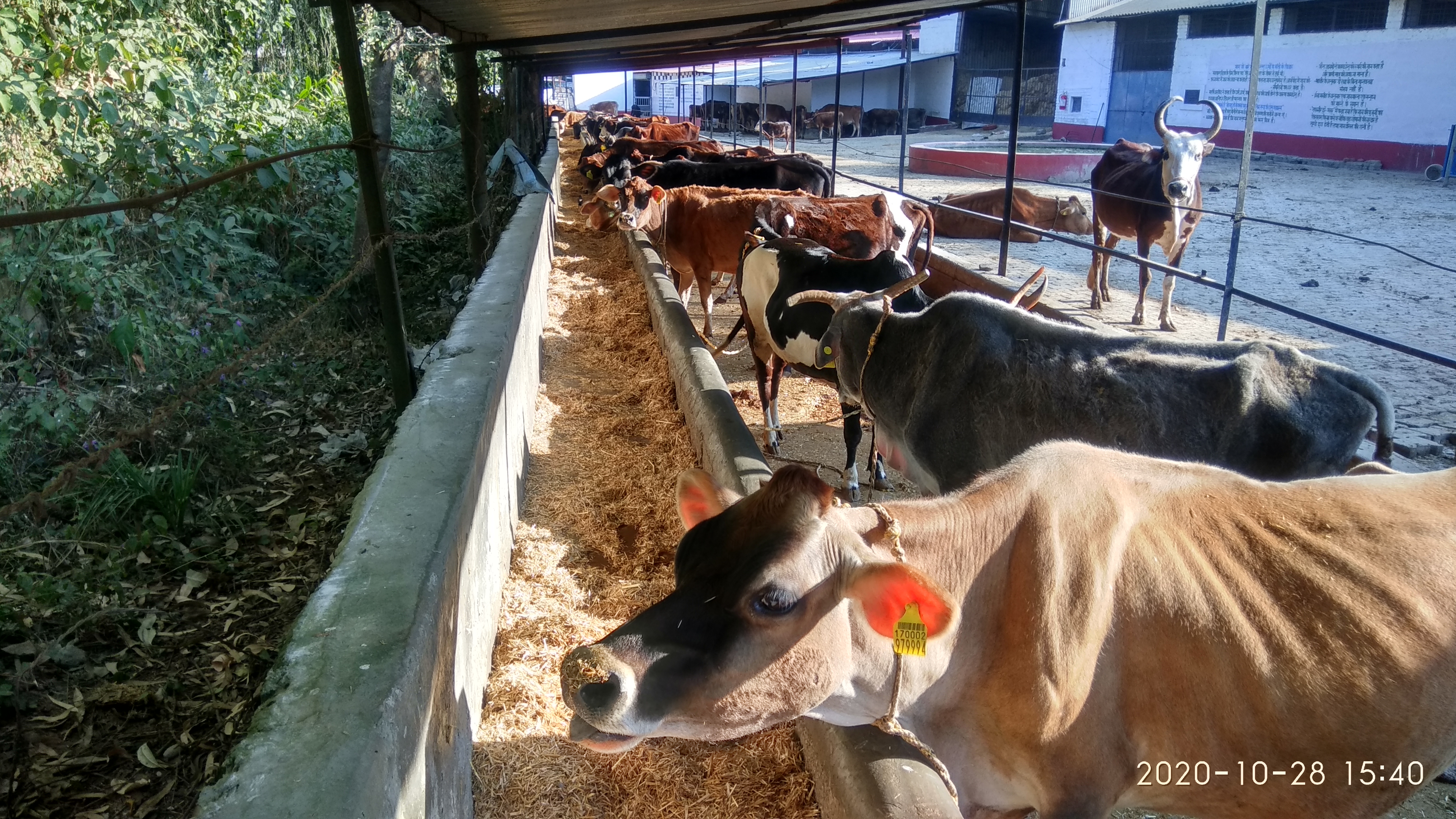 Cow Feeding Area