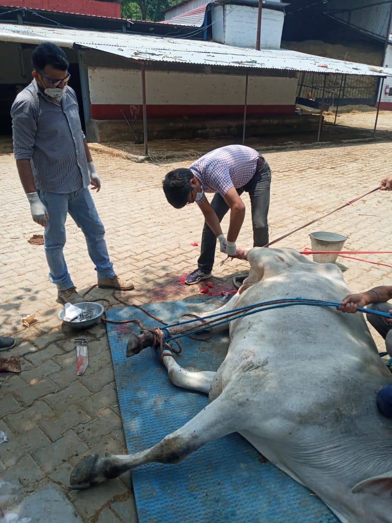 Treatment of accidental stray animal at Gau Sadan